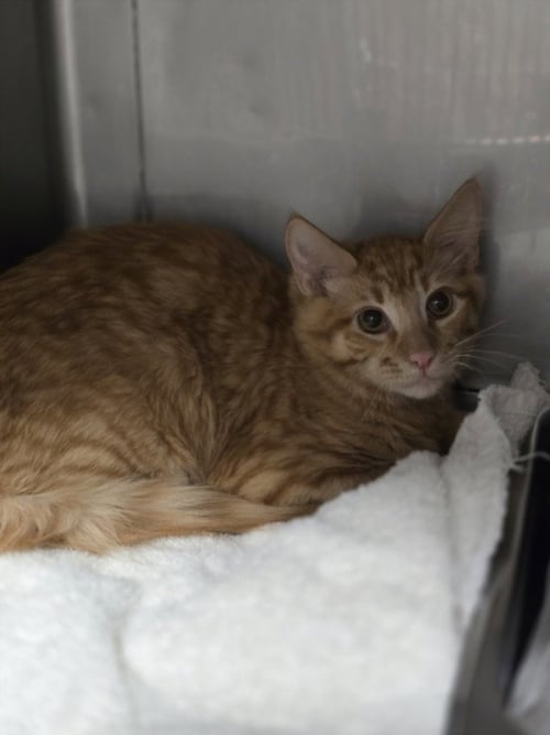 A2301176 - Domestic Medium Hair available for adoption