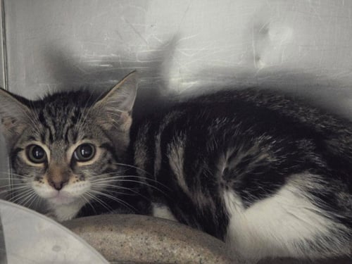ROY - Domestic Short Hair available for adoption