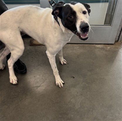 CELO - American Staffordshire Terrier for adoption in Santa Clarita