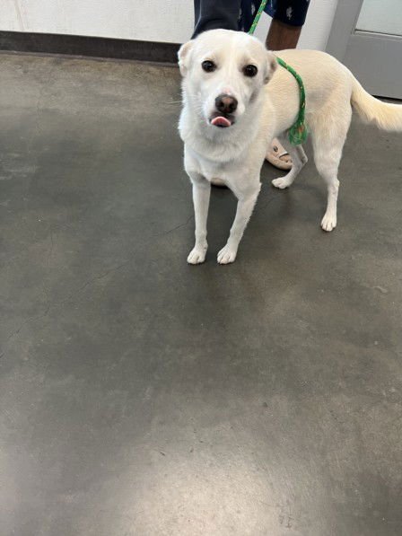 PATTY - Australian Kelpie / Labrador Retriever for adoption in Santa Clarita