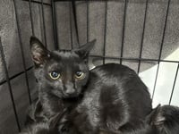 MIDNIGHT - Photo 1