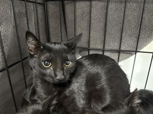 MIDNIGHT - Domestic Short Hair available for adoption