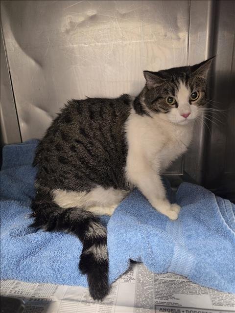 JACKSON - Domestic Short Hair for adoption in Santa Clarita