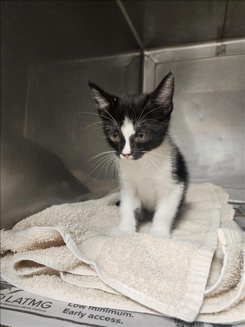BRISTLE - Domestic Short Hair available for adoption