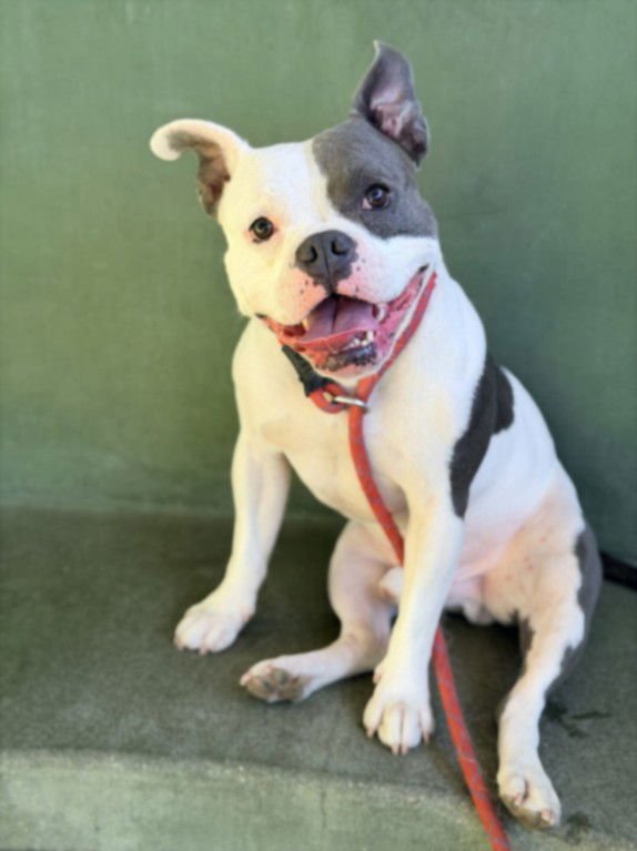 CREED - Pit Bull Terrier available for adoption