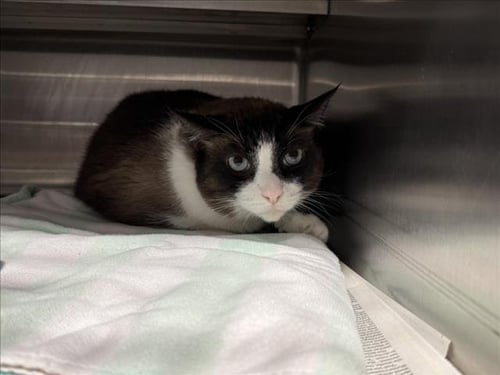 PICKLE - Snowshoe for adoption in Santa Clarita