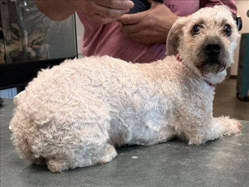OSO - Maltese available for adoption