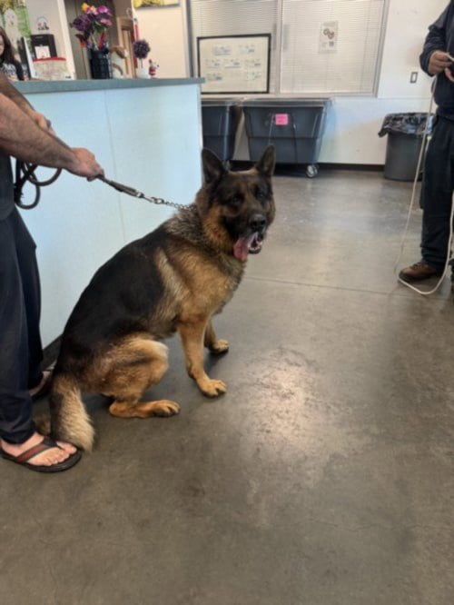JENGA - German Shepherd Dog for adoption in Santa Clarita