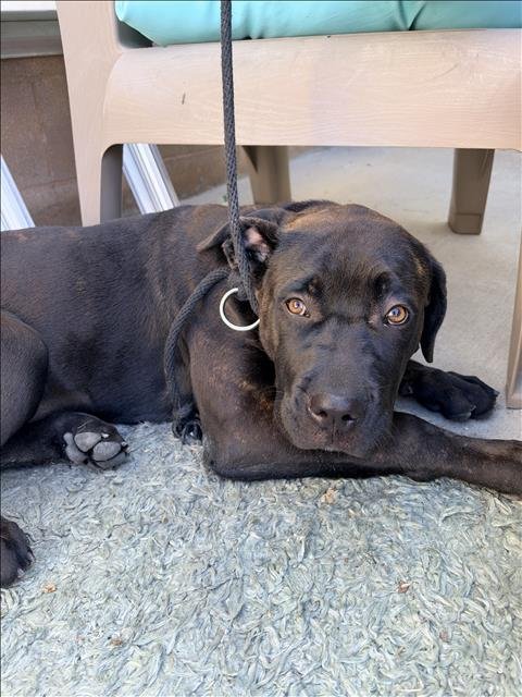BELLA - Cane Corso Mastiff available for adoption