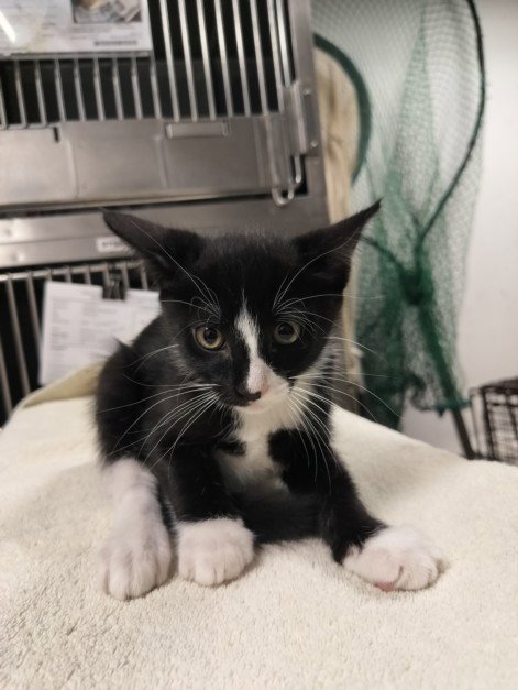 BOB - Domestic Short Hair available for adoption
