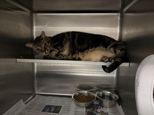 ROCKET - Domestic Short Hair available for adoption