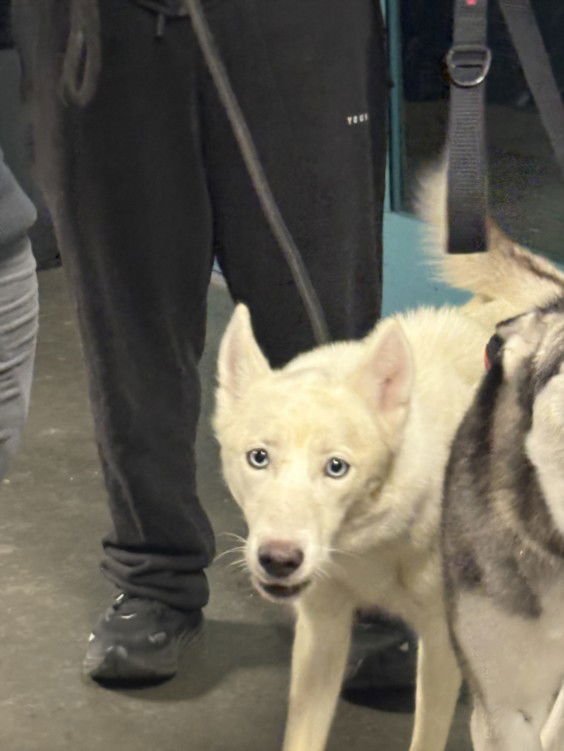 MAXIE - Siberian Husky available for adoption