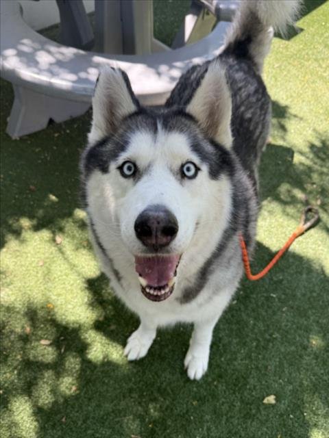 CHOPPER - Siberian Husky available for adoption