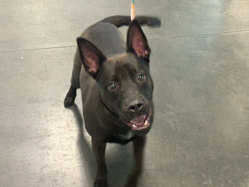 TUCKER - Labrador Retriever available for adoption