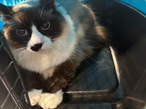 CICI - Snowshoe available for adoption