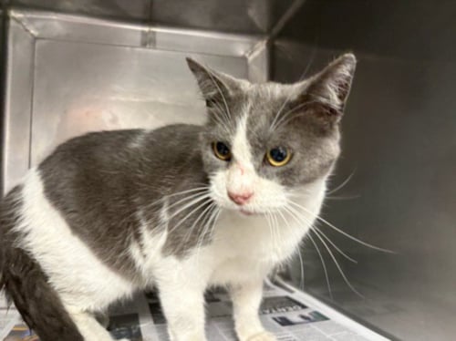 STORMY - Domestic Short Hair available for adoption