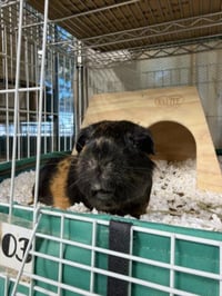 BROWNIE - Photo 1