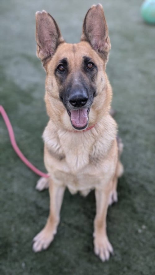NADIA - German Shepherd Dog for adoption in Santa Clarita