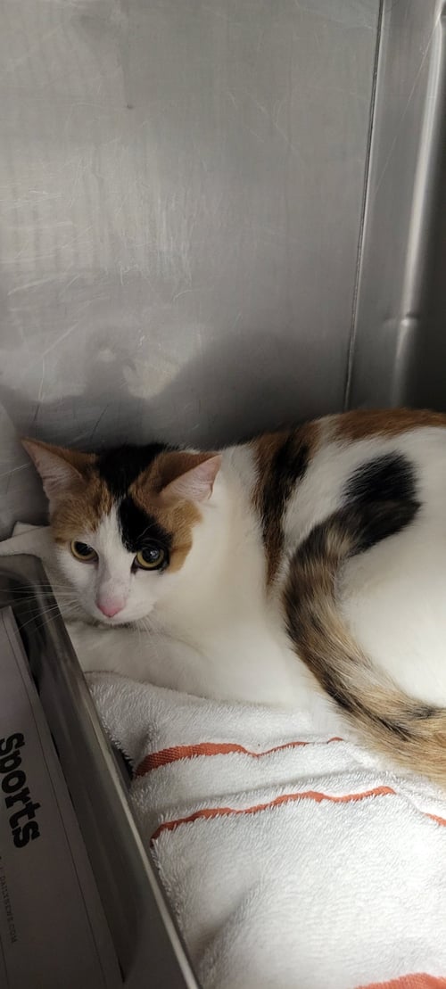BLANCHE - Domestic Short Hair for adoption in Santa Clarita
