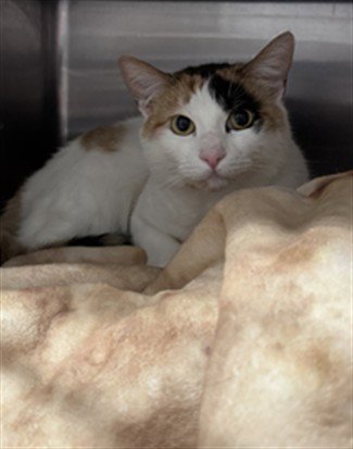 BLANCHE - Domestic Short Hair for adoption in Santa Clarita