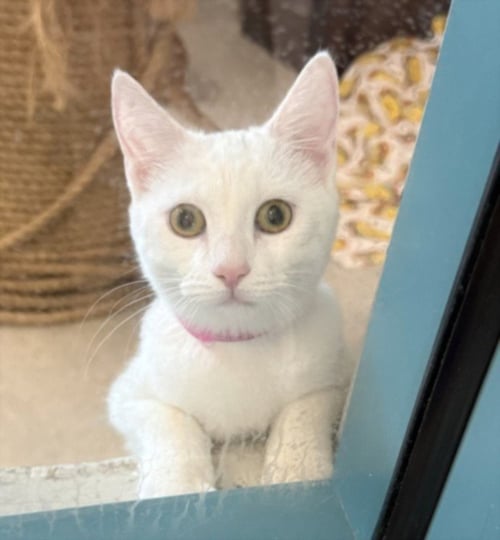 JUNO - Domestic Short Hair available for adoption