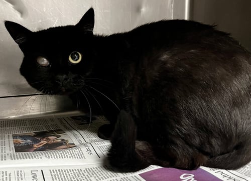 JINGLE - Domestic Short Hair available for adoption