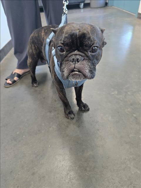 BOOGIE - French Bulldog available for adoption