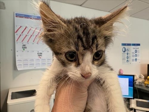 BEANS - Domestic Short Hair available for adoption