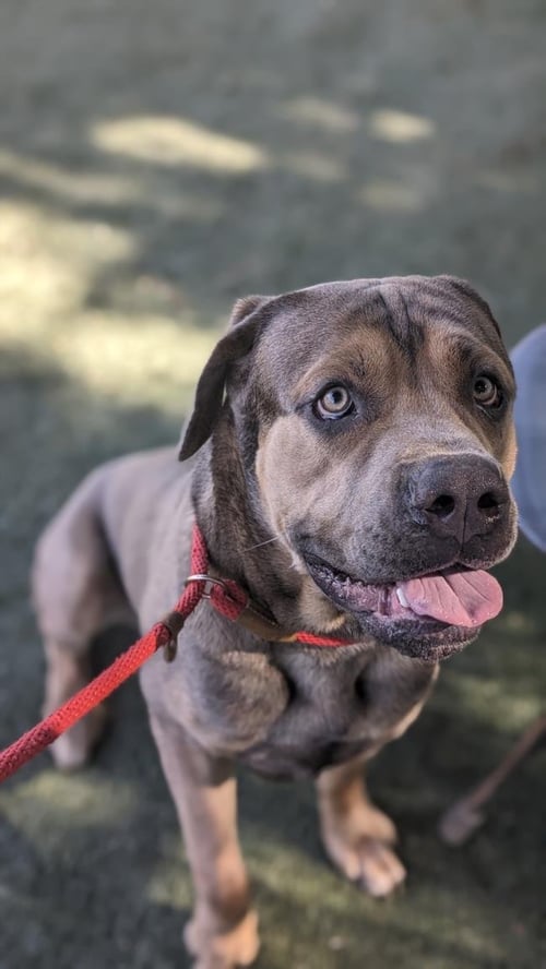 RICH - Mastiff available for adoption