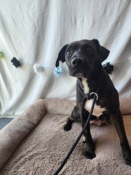 LILY - Pit Bull Terrier available for adoption