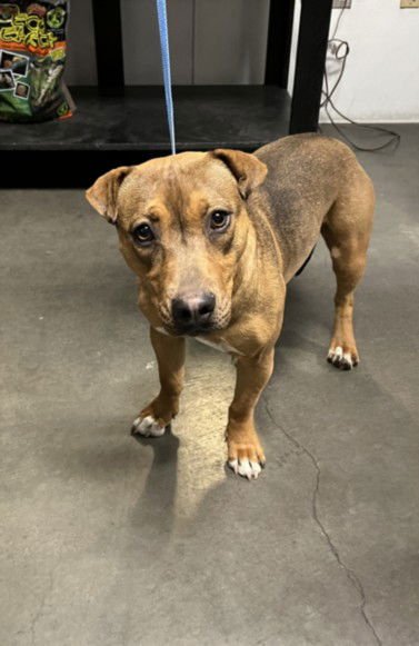 HONEY - Staffordshire Bull Terrier available for adoption