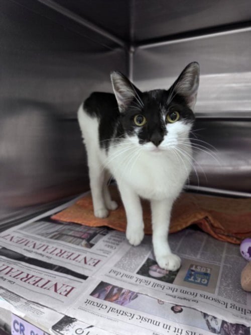 PRISCILLA - Domestic Short Hair available for adoption