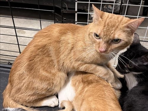 BLAZE - Domestic Short Hair available for adoption