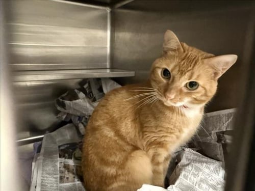 BLAZE - Domestic Short Hair available for adoption