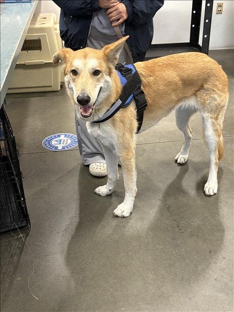 LUNA - German Shepherd Dog available for adoption