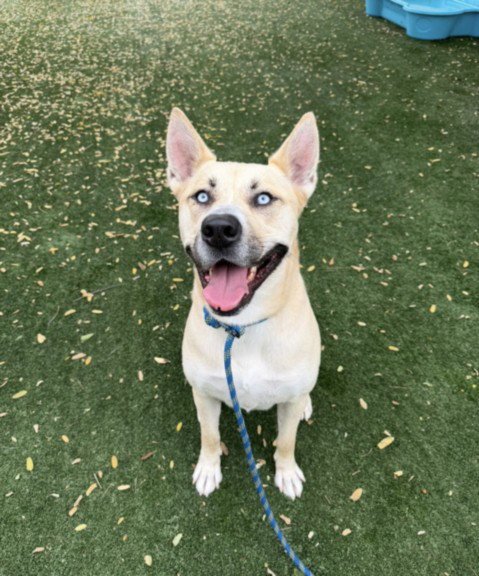 CHEKE - Pit Bull Terrier available for adoption