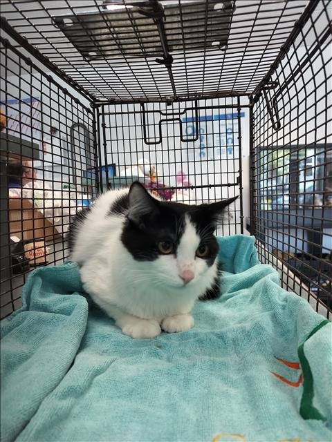 CARLITOS - Domestic Short Hair available for adoption