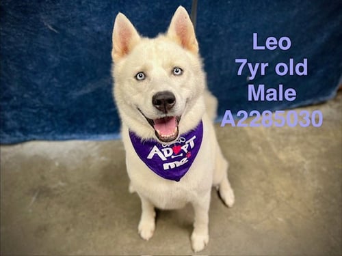 LEO - Siberian Husky available for adoption