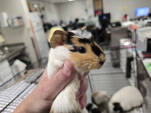 BILL - Guinea Pig available for adoption