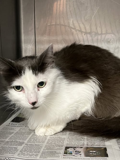 MOCHI - Domestic Medium Hair available for adoption