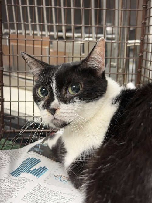 CHECKERS - Domestic Short Hair for adoption in Santa Clarita