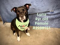 LUNA - Photo 1