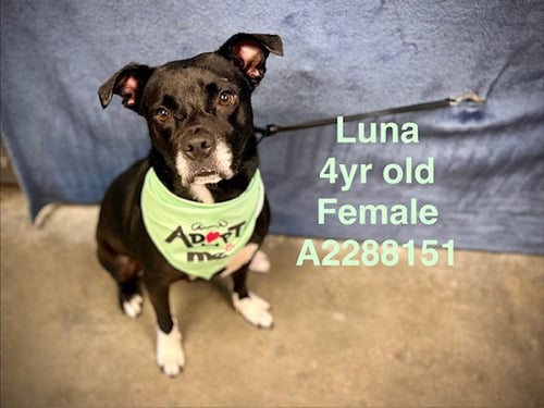 LUNA - Pit Bull Terrier available for adoption