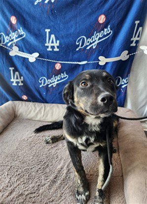 LUNA - Flat-coated Retriever available for adoption