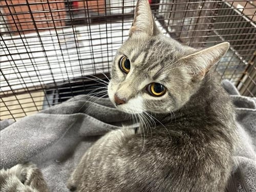 RUFUS - Domestic Short Hair for adoption in Santa Clarita