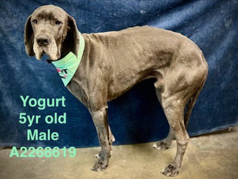 HUESITO - Great Dane available for adoption
