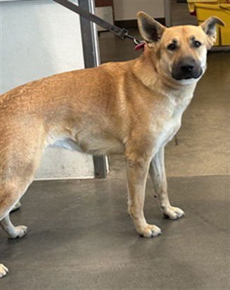 LUCY - German Shepherd Dog available for adoption