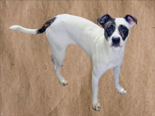 PEPINO - Jack Russell Terrier (Parson Russell Terrier) / Pit Bull Terrier available for adoption