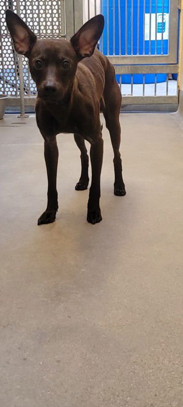 HAVOK - Chihuahua available for adoption