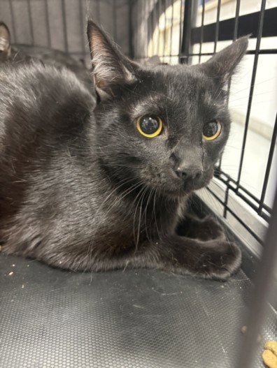 INKY - Domestic Short Hair available for adoption
